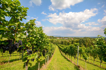 Fototapeta na wymiar Southern Styria Austria - Red wine: Grape vines in the vineyard before harvest