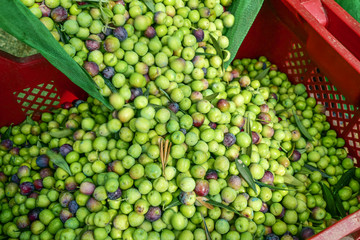 harvesting olives in Spain