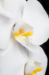 Beautiful White Orchid Flower
