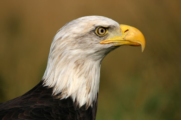 sea eagle