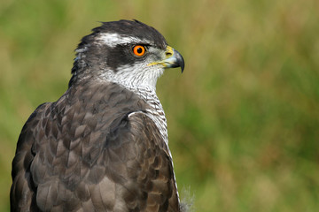 Northern goshawk