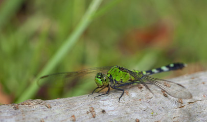 Patient dragonfly