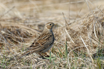 Eurasian Skylark in the dry grasses in early spring