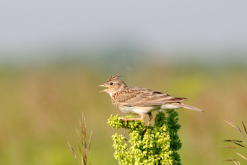 Singing Eurasian Skylark in the meadow