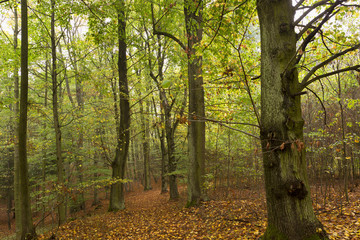 Obraz premium Magical autumn Forest with colorful Trees