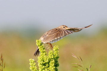 Eurasian Skylark flapping wings