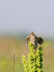 Eurasian Skylark flapping wings