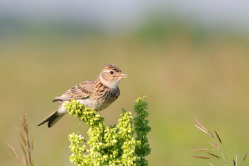 Singing skylark at grass perch at the meadow