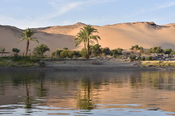 Fototapeta na wymiar Palmen am Nil