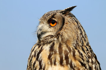 Indian eagle-owl