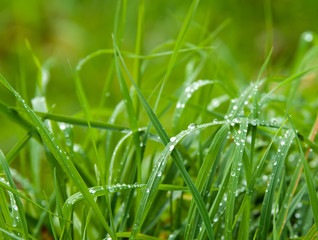 Wiese am Morgen mit Tau