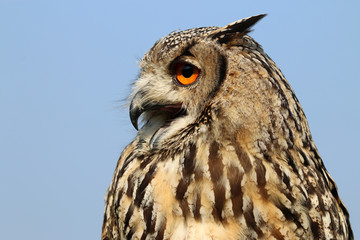 Indian eagle-owl