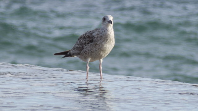 Seagull standing on the breakwater