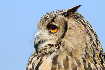Indian eagle-owl