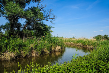 Delta der Wulka am Neusiedlersee