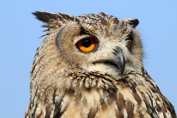 Indian eagle-owl