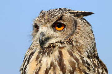Indian eagle-owl