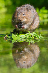 Water Vole