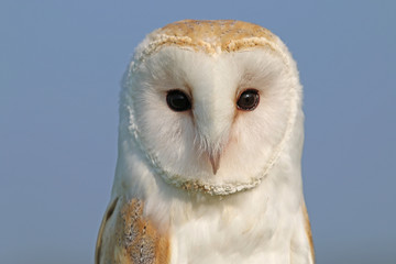 Barn owl