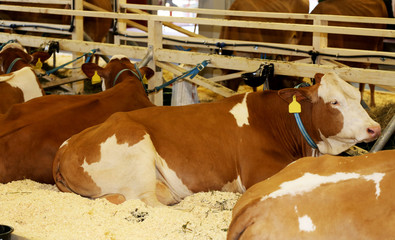 Young cows lying on a dairy farm