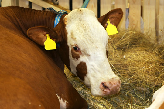Young cow in the barn