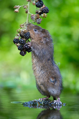 Water Vole