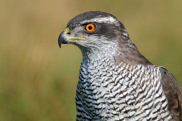 Northern goshawk