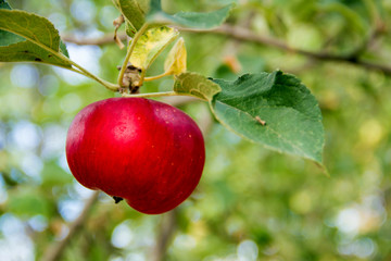 Apple garden