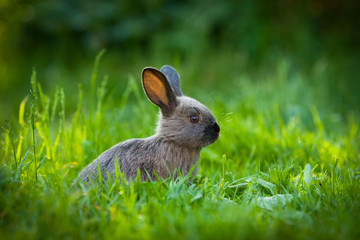 Серый кролик в траве