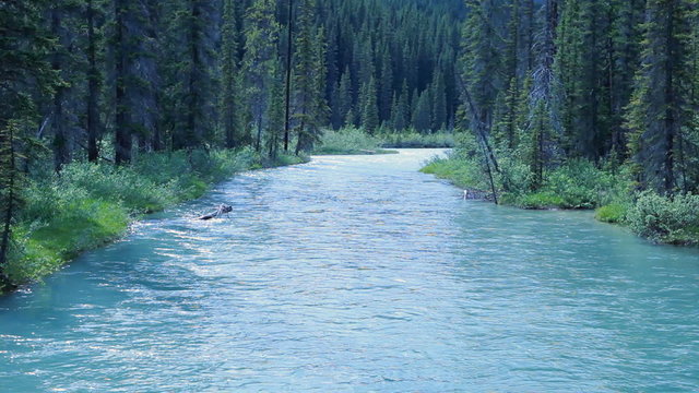 Glacial river forest P HD 7494