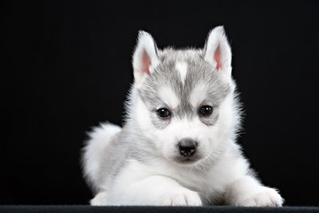 Cute little puppy of syberian husky © brusnikaphoto