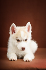 Fototapeta na wymiar Cute little puppy of syberian husky
