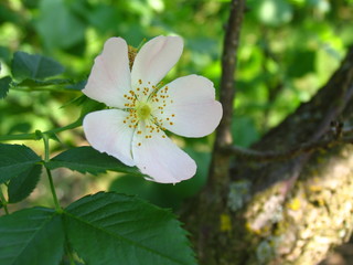wild rose flower