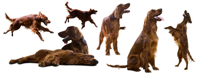 Set of Red Irish Setters on white