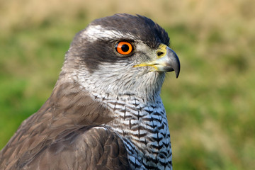 Northern goshawk