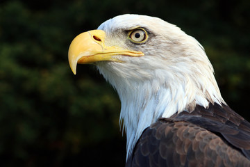 sea eagle