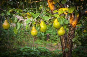 Pears on the tree