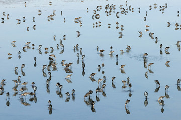 Flock of Ruffs and Black-tailed Godwits at shallow water