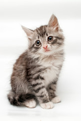 Fototapeta premium Szary puszysty kotek