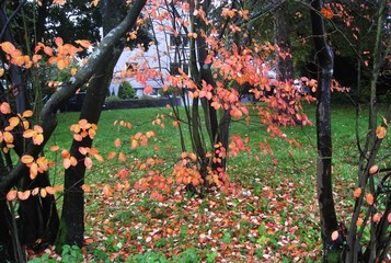 Herbstidylle im Garten