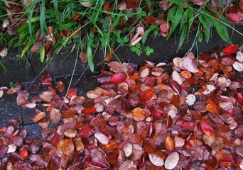 Herbstlaub im Garten