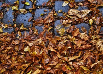 frisches Herbstlaub auf Kopfsteinpflaster