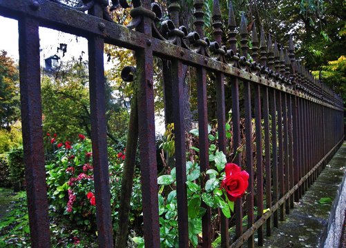 rustikaler Zaun mit Rose