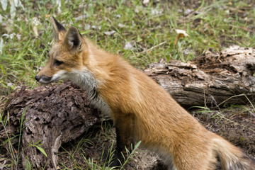 Red Fox Head and Shoulders