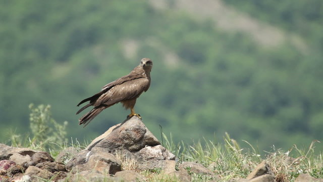 Bird Black kite eating carcass in the mountain rocks. Green hill background.