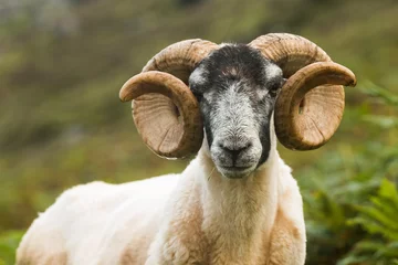 Photo sur Plexiglas Moutons Moutons Blackface, Skye, Ecosse