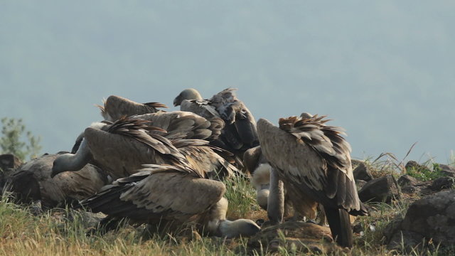 Raptor Birds Griffon and Egyptian Vultures eating carcass in the mountain rocks