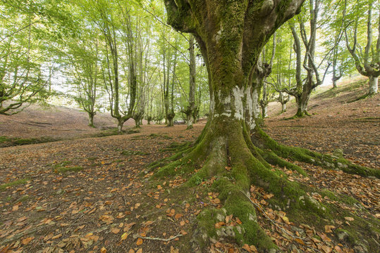 Old beech forest in Bizkaia, Basque country, Spain.