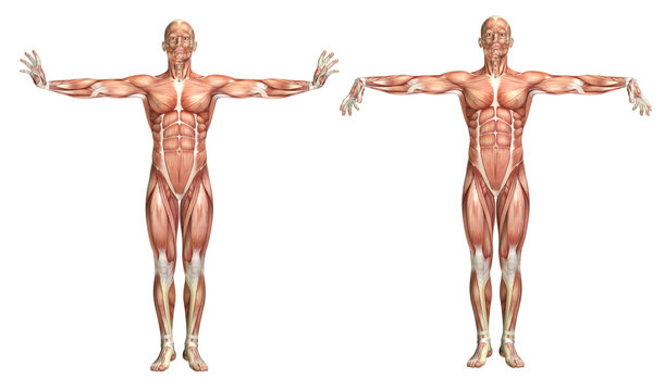 3D medical figure showing wrist extension and flexion