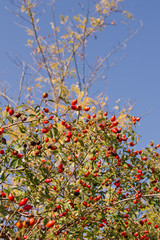 wild rose (Rosa Canina) berry